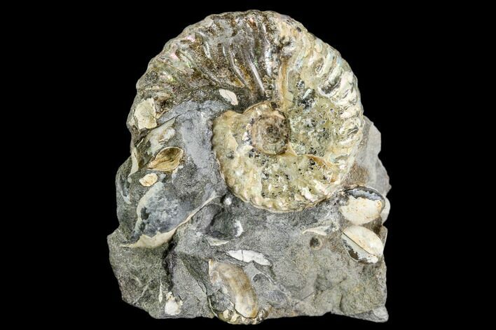 Iridescent Hoploscaphites Ammonite - South Dakota #110568